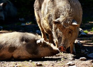Kommt die Afrikanische Schweinepest zu uns?