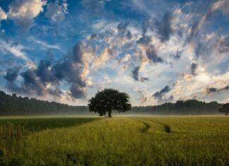 Wetterextreme setzen Kärntner Landwirtschaft zu: Neues Versicherungsmodell soll helfen