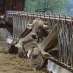 Schwere Vorwürfe: Landwirt aus dem Bezirk Hermagor vor Gericht