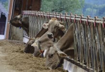 Schwere Vorwürfe: Landwirt aus dem Bezirk Hermagor vor Gericht