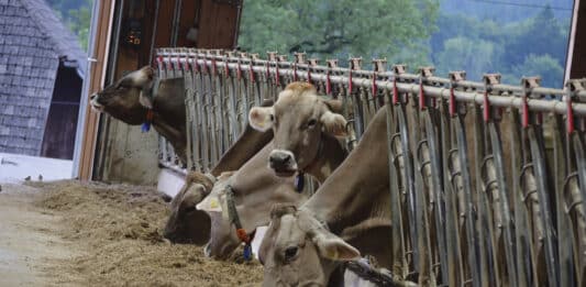 Schwere Vorwürfe: Landwirt aus dem Bezirk Hermagor vor Gericht