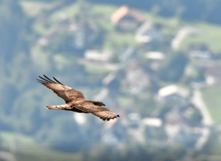 Naturpark Dobratsch: Über dem Naturpark kreisen wieder die Greifvögel