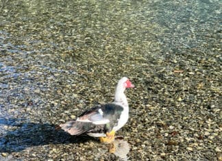 Entenfund bei Gailbrücke Möderndorf: Aufmerksamer Radfahrer entdeckt entflohenen Enterich