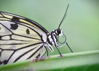 Naturschutzbund ruft zum Schmetterlingsschutz auf: Bunte Traumtänzer melden!