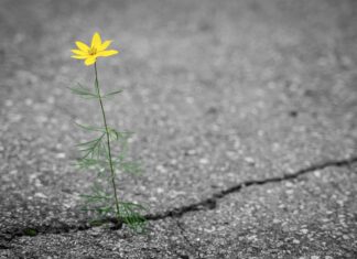 VCÖ: In Kärnten gibt es pro Kopf 198 Quadratmeter versiegelte Verkehrsfläche – verstärkte Entsiegelung nötig und möglich