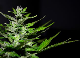 Die 10 ertragreichsten Autoflower-Sorten für eine maximale Ernte