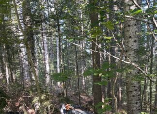 Und es liegt noch immer: Das Autowrack neben der Nassfeldstraße
