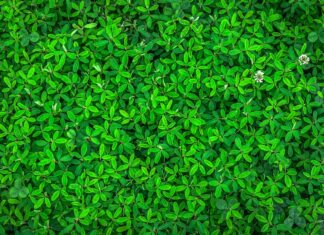 Flächendeckende Pflanzen für einen immergrünen Garten
