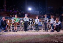 Kärntner Jungzüchter Grand Prix 2024: Im Ring der Champions – Ein Wettkampf der Extraklasse