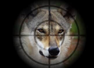 Weiterer Wolfsabschuss im Bezirk Hermagor