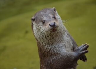 Bejagung des Fischotters wird fortgeführt