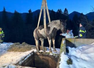 Unglücklicher Zwischenfall: Pferd stürzt in Jauchengrube