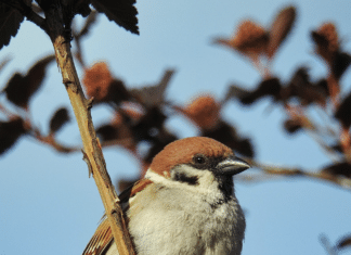 Resultat der Vogelzählung in Kärnten: 1. Platz geht an den Spatz!