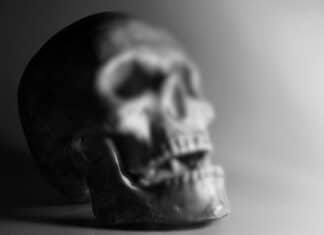 Schockierender Fund: Menschlicher Schädel in Arnoldstein entdeckt!