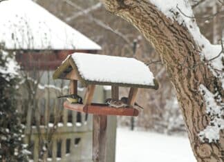 Das große Vogelzählen: Startpfiff am Wochenende