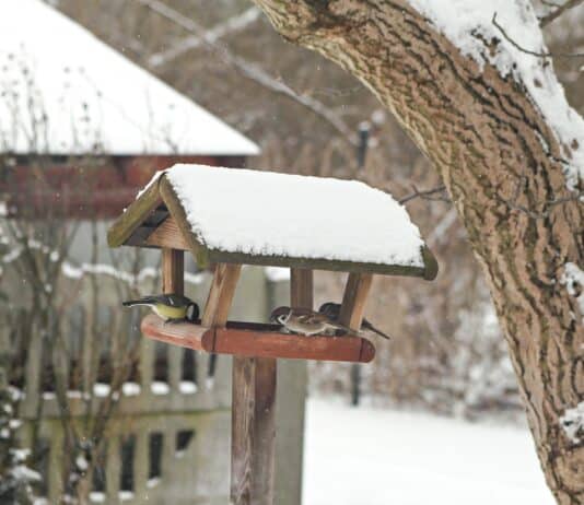 Das große Vogelzählen: Startpfiff am Wochenende