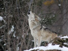 Abschuss nahe bewohnter Gebäude: Risikowolf im Bezirk Hermagor erlegt