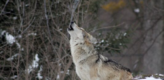 Abschuss nahe bewohnter Gebäude: Risikowolf im Bezirk Hermagor erlegt