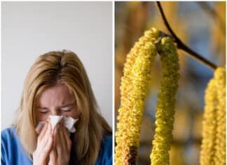 Pollenwarndienst: Hasel und Erle sind in den Startlöchern