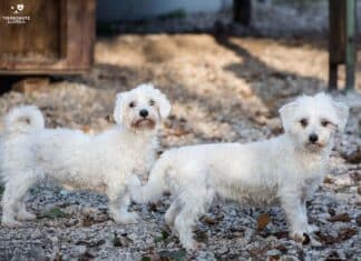Valentinstag im Tierheim: Liebe kennt keine Grenzen – auch nicht für Fellnasen