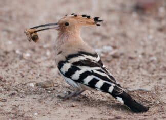 Vögel in Not: Ein Vortragsabend der Stadt Villach & des Naturpark Dobratsch