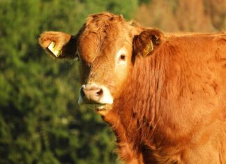Kärnten setzt auf Prävention: 24.000 Impfdosen zum Schutz vor Blauzungenkrankheit vor der Alm- und Weidesaison