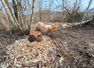 Biber-Explosion in Kärnten: Neue Verordnung setzt auf schnellere Eingriffe und höhere Kontingente