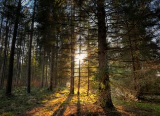 ,,Tag des Waldes” am 21. März: 700 Hektar Wald werden heuer aufgeforstet