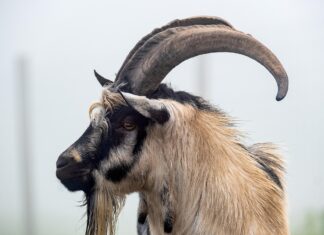 Brutale Tat löst Verfolgungsjagd aus: Mann köpft Ziegenbock – Cannabis und Waffen entdeckt