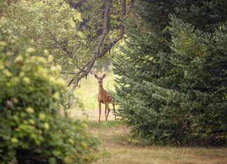 Zum heutigen ,,Tag des Waldes 2025″: Land- & Forstbetriebe gestalten den Wald der Zukunft!