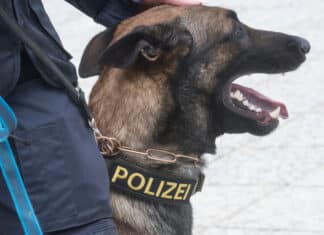 Cobraeinsatz in Kötschach-Mauthen: Hausdurchsuchung wegen Drogenhandels