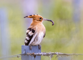 Naturschutzbund-Wiedehopf-Projekt fortgeführt: „Wir wollen die ‚Brutvogel-Punks‘ zurück“