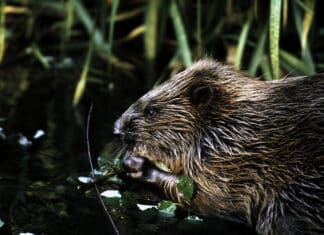 WWF zu Weltbibertag am 7.April: Biber als Schlüsselart in Klima- und Biodiversitätskrise