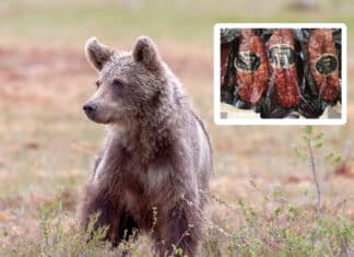 Skandal um Bärenfleisch-Würste: ,,Kärntner Händler” wegen Wildtierhandel angezeigt