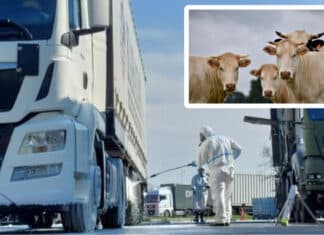 Präventionsmaßnahmen: Neue Verordnung gegen Maul- und Klauenseuche in Kraft!