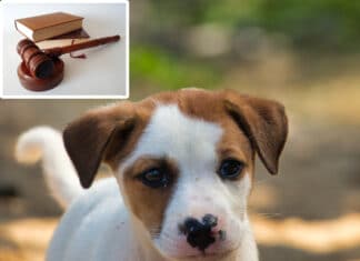 Prozessauftakt nach qualvollem Welpentransport: Tierquälerei & Urkundenfälschung als Tatbestand vor dem Landesgericht Klagenfurt