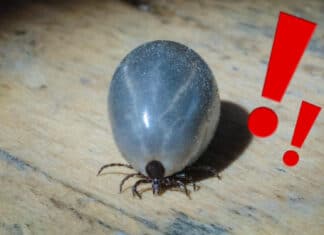 Mythos entlarvt: Zecken kennen keine Saison – FSME-Fälle auch in den Wintermonaten registriert!