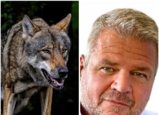 Wolfsschutzstatus: Team Kärnten/Köfer/Smrtnik begrüßen Entscheidung des EU-Parlaments