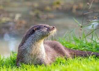 Kärntner Wildschadensfonds: Fischotter bereitet die größten Probleme!