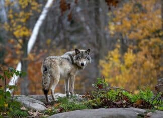 Bezirk Villach-Land: Risikowolf verordnungskonform erlegt