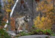 Wieder ein Risikowolf im Bezirk Hermagor erlegt