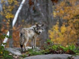 Wieder ein Risikowolf im Bezirk Hermagor erlegt