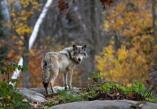Wieder ein Risikowolf im Bezirk Hermagor erlegt