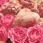 Muttertag 2025: Blumen, Liebe & steigende Ausgaben – Ein Blick auf Österreichs Geschenke-Trend