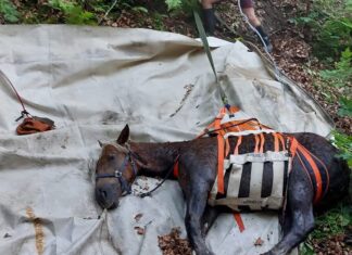 Spektakuläre Tierrettungsaktion: Pferd in Mellweg aus Graben befreit