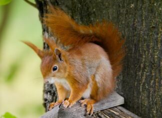 Wildtier-Check 2025: Das Eichkätzchen erobert die Herzen der Österreicher:innen!