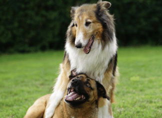 Verantwortungsvoll verreisen: So gelingt der Urlaub mit Haustieren