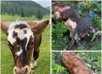 Bestätigter Wolfsriss auf der Egger Alm: Kalb bei lebendigem Leib angefressen!