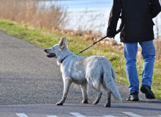 Hundeangriff im Bezirk Villach-Land: 59-Jährige bei Spaziergang verletzt