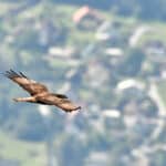18. Greifvogelwochen im Naturpark Dobratsch eröffnet